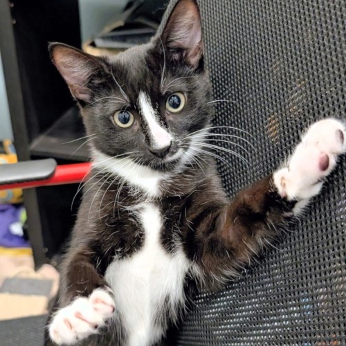 Lulu  - Domestic Short Hair (DSH) Cat