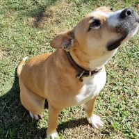 Photo of Stella