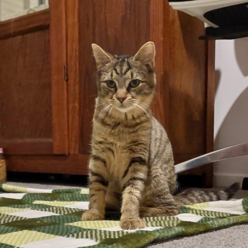 Peggy - Domestic Short Hair (DSH) Cat