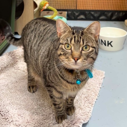 Bluebell **2nd Chance Cat Rescue ** - Domestic Short Hair (DSH) Cat