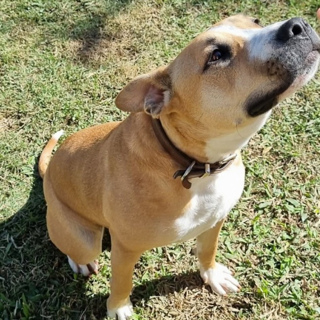 Photo of Stella