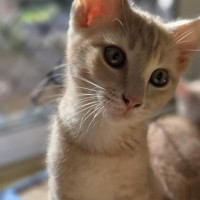 Photo of Simba