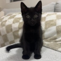 Photo of Little Noodle