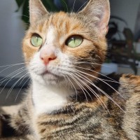 Photo of Simona