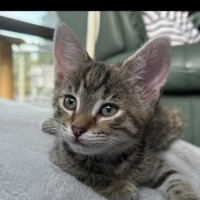 Photo of Holly Meet Me@Petstock Mornington Nepean Hwy Store