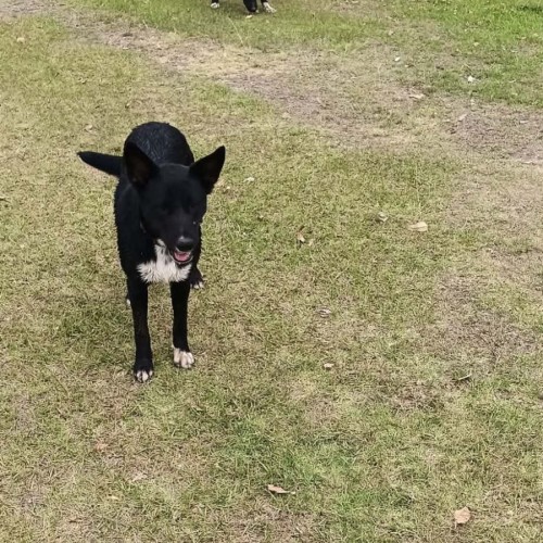 Sophie - Australian Kelpie x Border Collie Dog