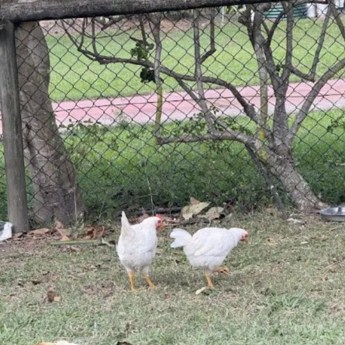 Six Roosters  -  Chicken