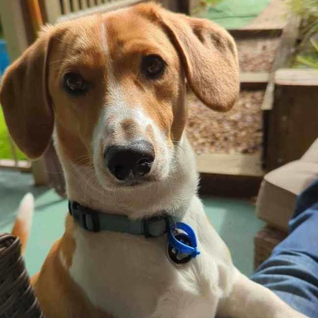 Photo of Monty Dachshund X Corgi