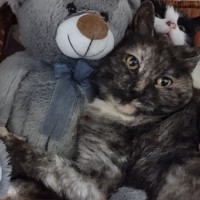 Photo of Dolly