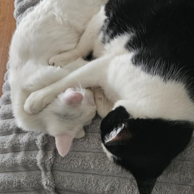 Photo of Cosima *9 Lives Project Rescue*