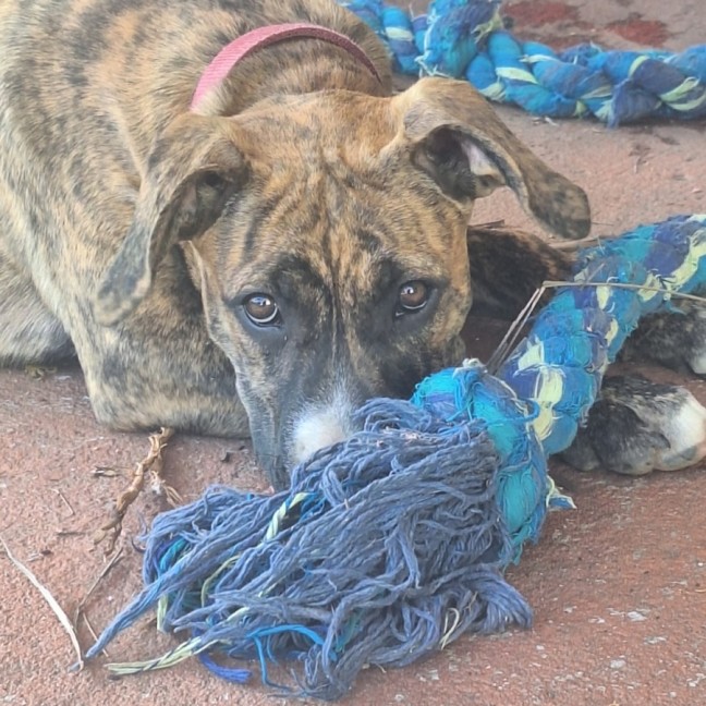 Photo of Stella