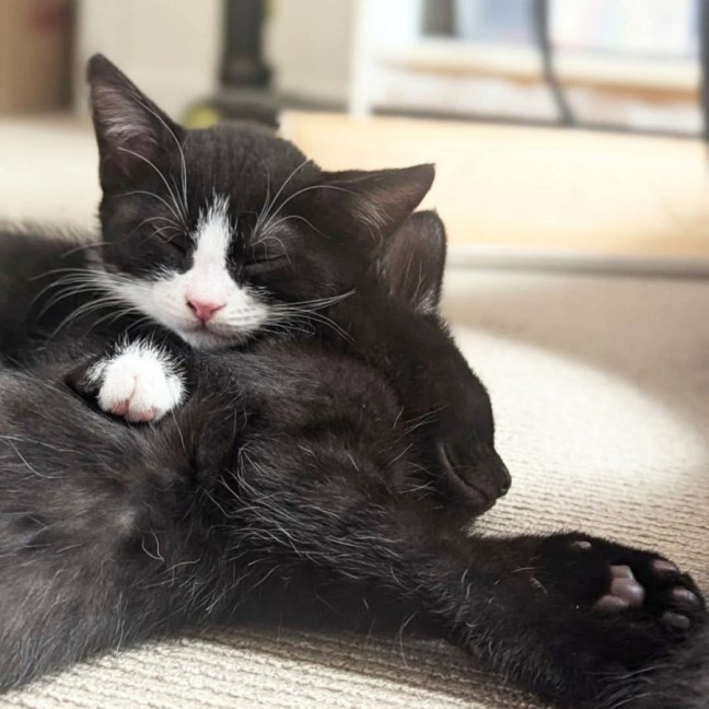 Photo of Meatball, Ziggy, Oreo & Chip