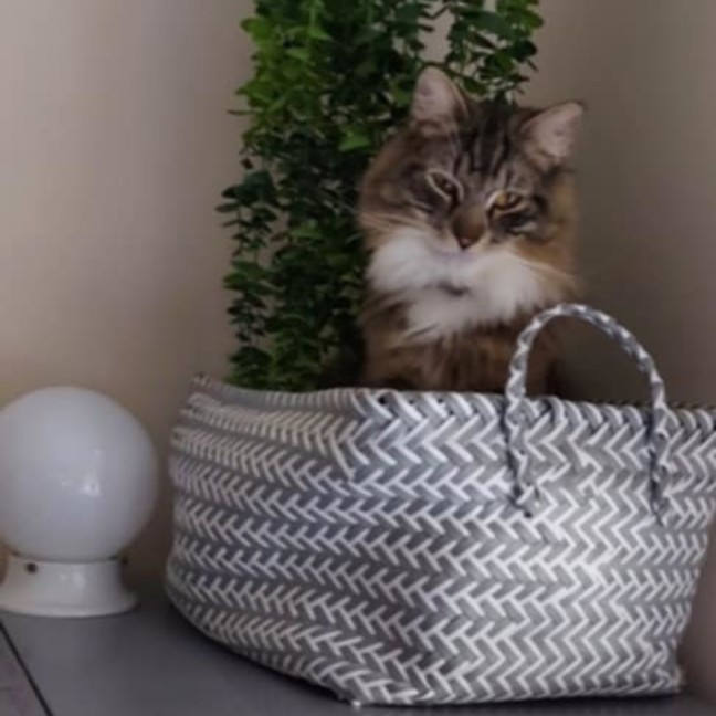 Photo of Milo & Otis