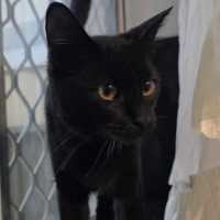 Photo of Pepper