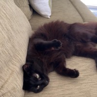 Photo of Finley *9 Lives Project Rescue*