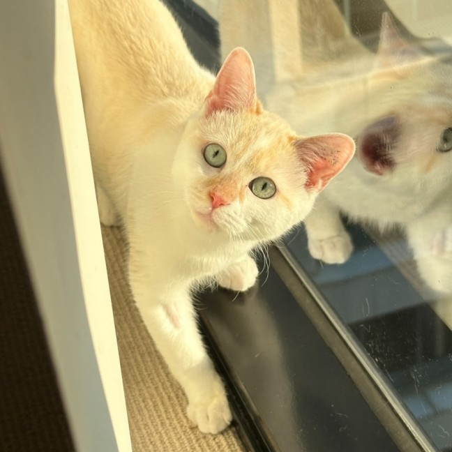 Photo of Flame 