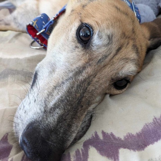 Photo of Tiger, The Greyhound