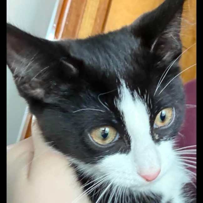 Photo of Skunkie