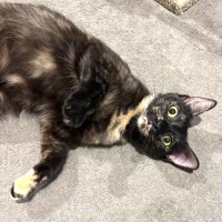 Photo of Biscuit
