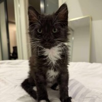 Photo of Milly Moo Chompasaurus 