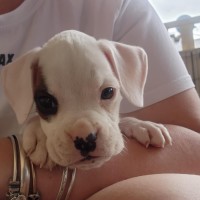 Photo of Gunner 🐶🕶️