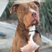 Photo of Bruiser