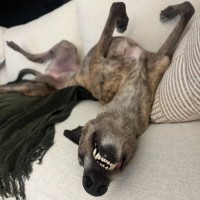 Photo of Legs Eleven