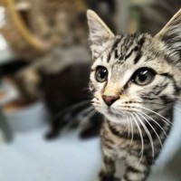 Photo of Sycamore ** 2nd Chance Cat Rescue**