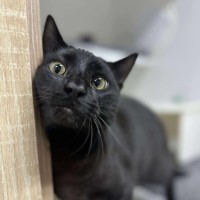 Photo of 🌱 Pusheen 6342 🌱