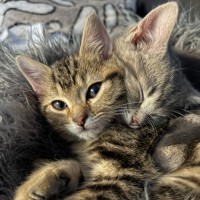 Photo of Umami And Dashi