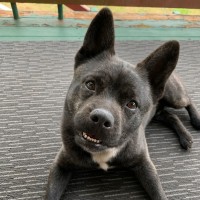 Photo of Frankie