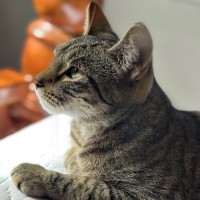 Photo of Willow 