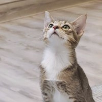 Photo of Blossom   In Foster Care In Glenroy