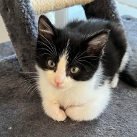 Photo of 🤍 Koa 🤍