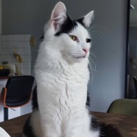 Photo of Mittens *9 Lives Project Rescue*