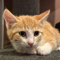 Photo of Crookshanks