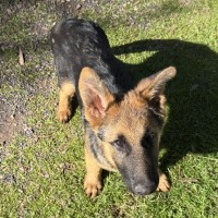 Photo of Alfie