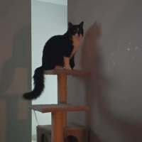 Photo of Ollie