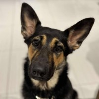 Photo of Luna