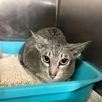 Photo of Taylor Swish