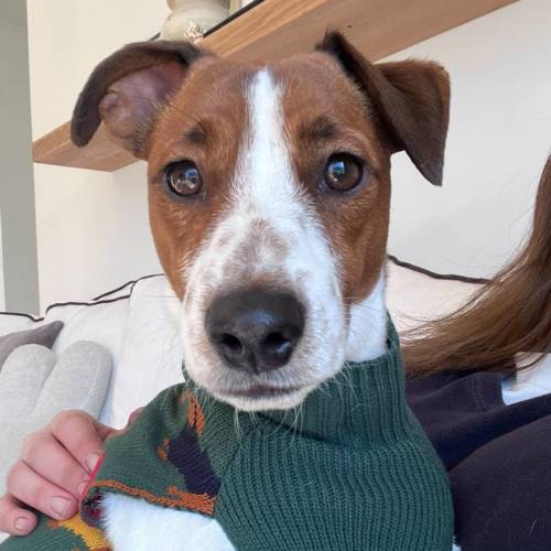 🐶 Bruce 🐶 - Jack Russell Terrier Dog