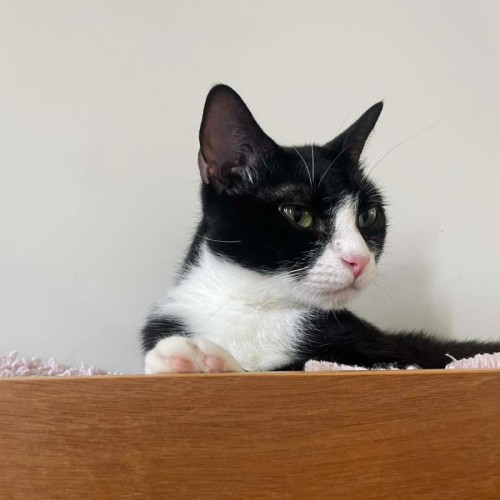 Pawdrey Hepburn - Domestic Short Hair (DSH) Cat