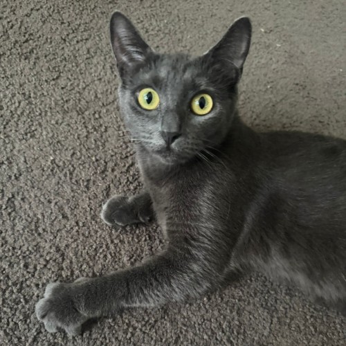 Evie - Russian Blue Cat