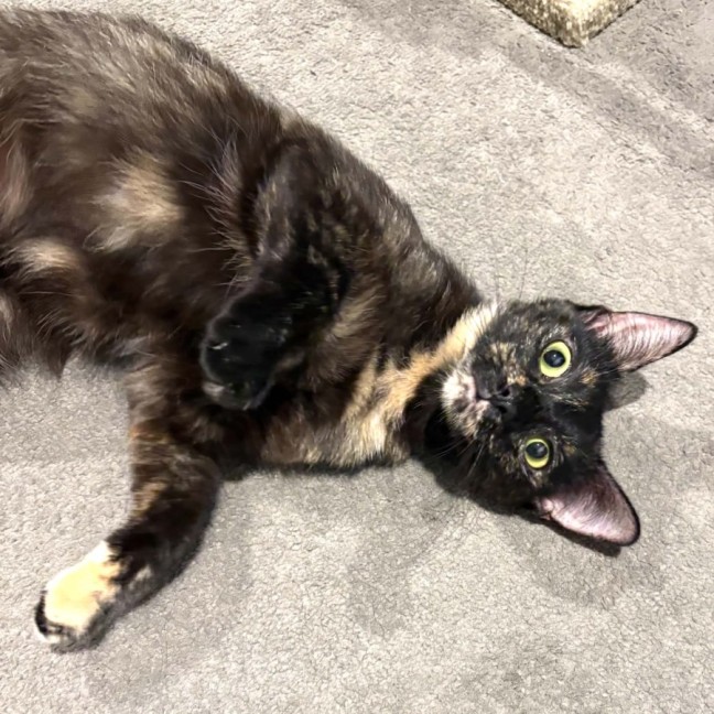 Photo of Biscuit
