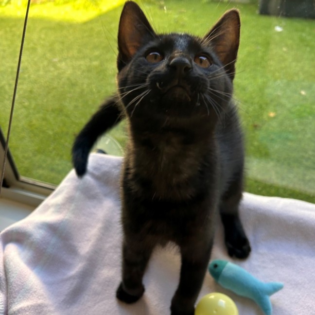 Photo of C1499 Nacho