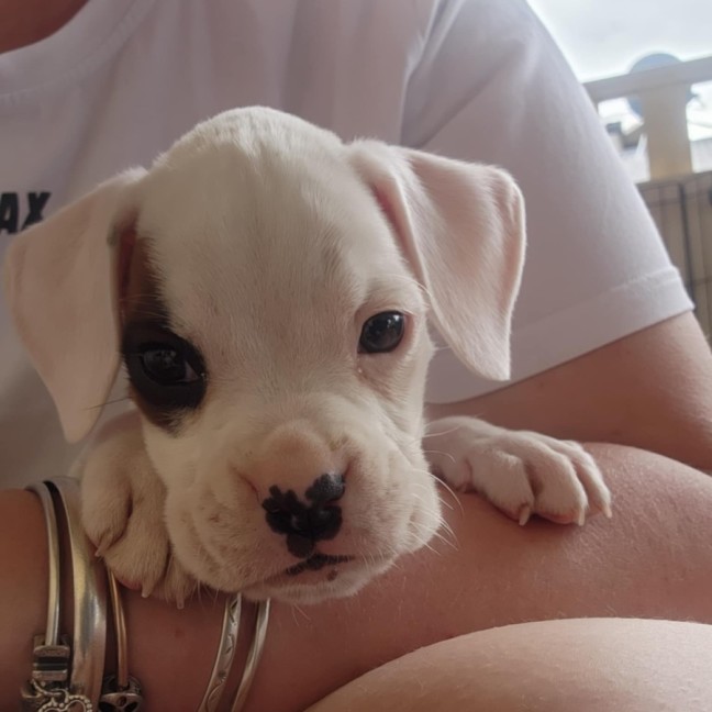 Photo of Gunner 🐶🕶️