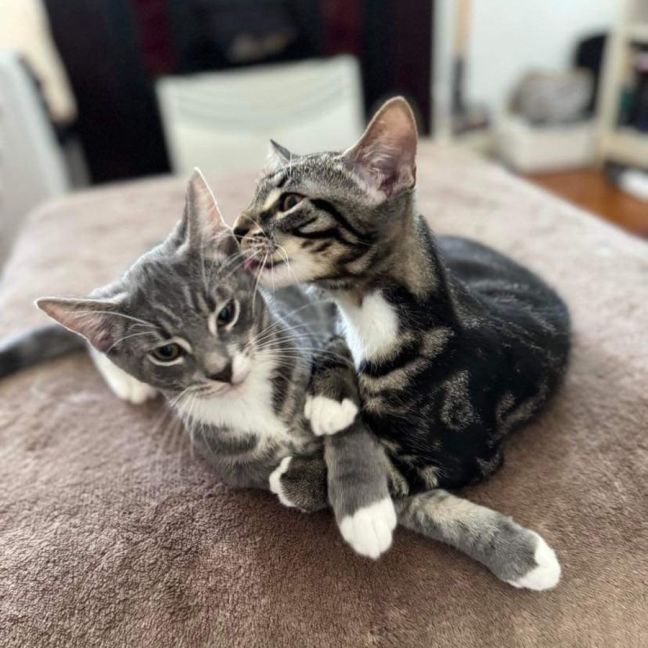 Photo of Alfie And Vinnie 