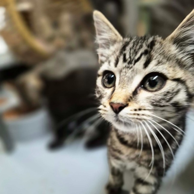 Photo of Sycamore ** 2nd Chance Cat Rescue**