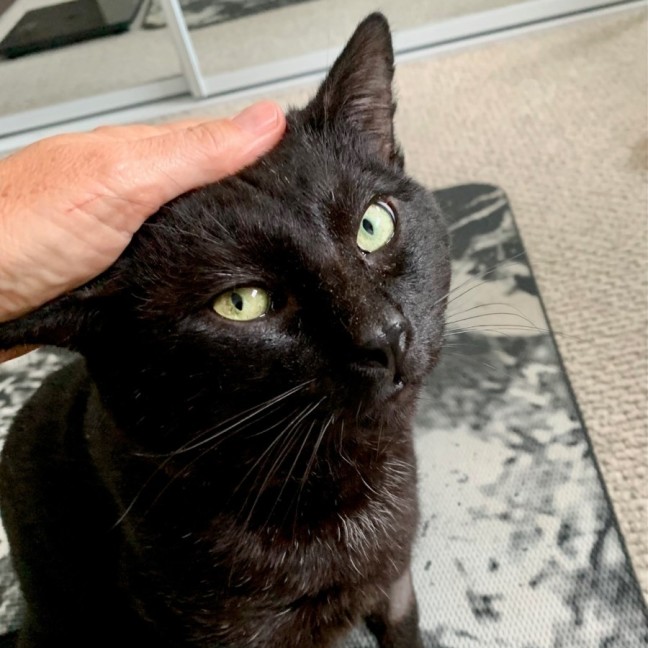 Photo of Inky