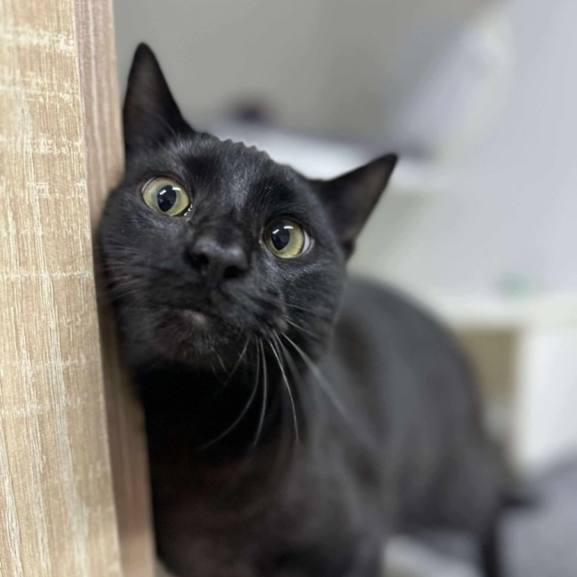 Photo of 🌱 Pusheen 6342 🌱